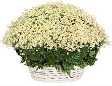 Цветочная композиция из Ромашки в корзине #REPLACE_PRED# Дубровский